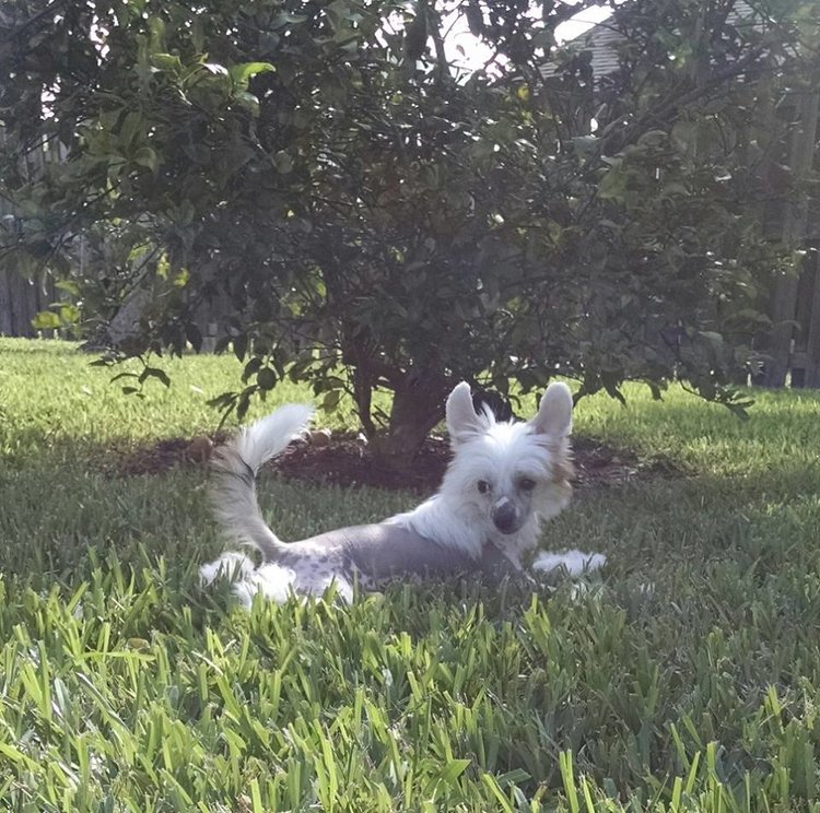 "Ada in grass looking behind"