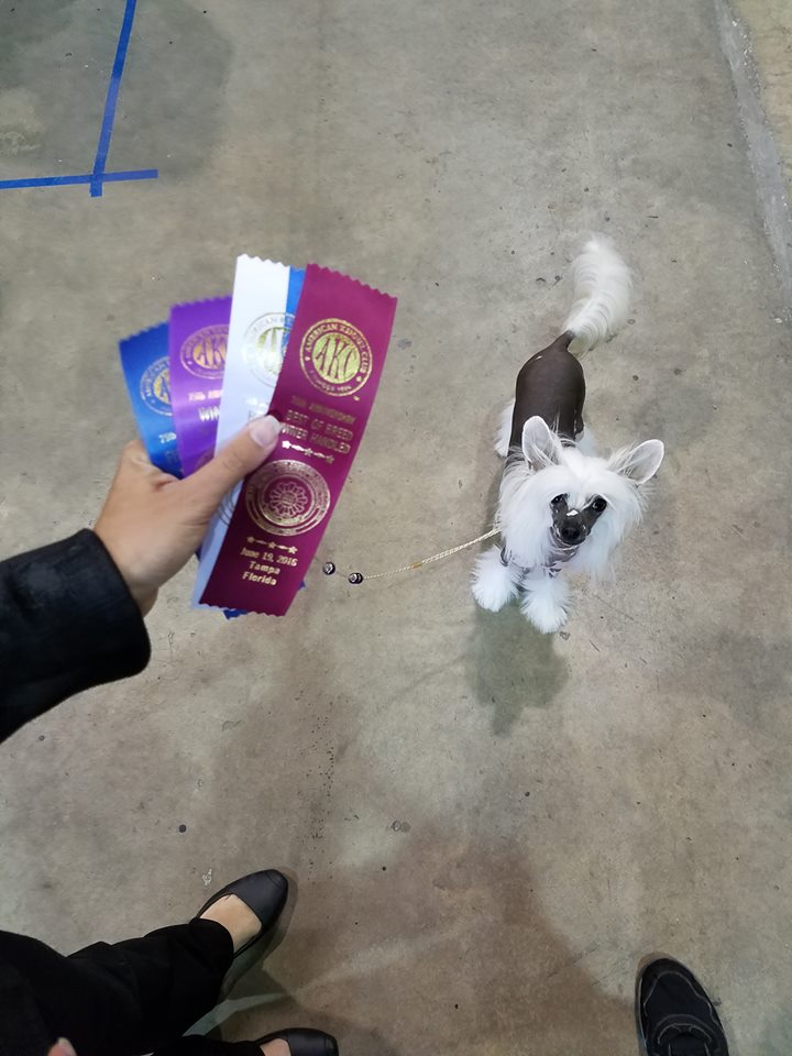 "Ada looking up with prize ribbons"