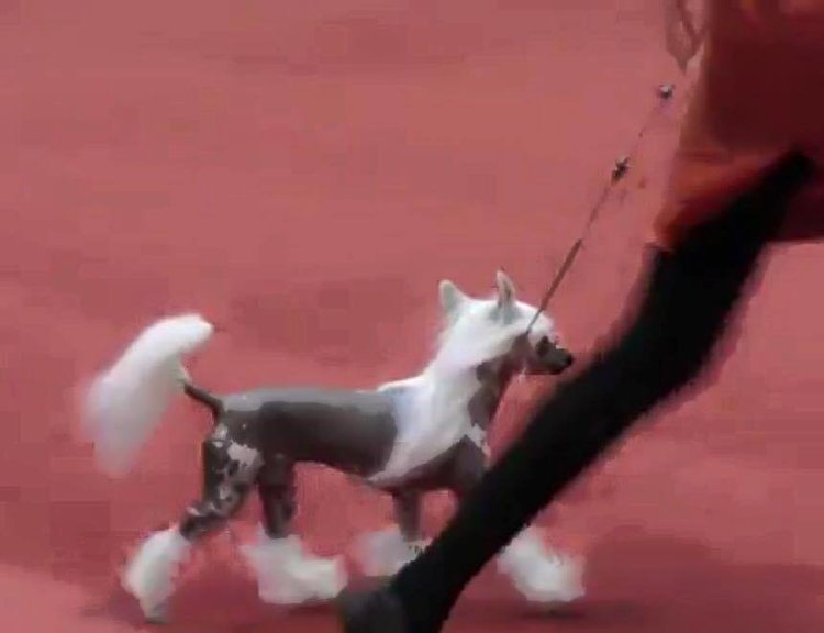 "Ada walking at AKC dog show"