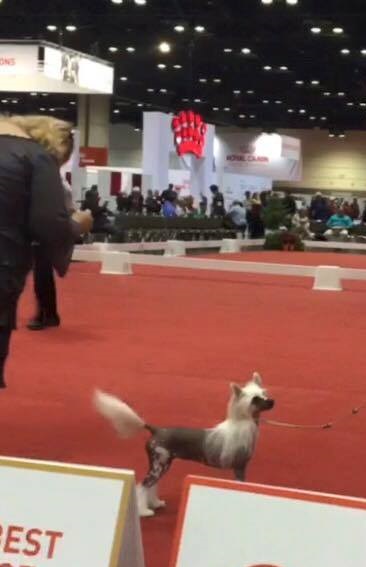 "Ada at AKC dog show"