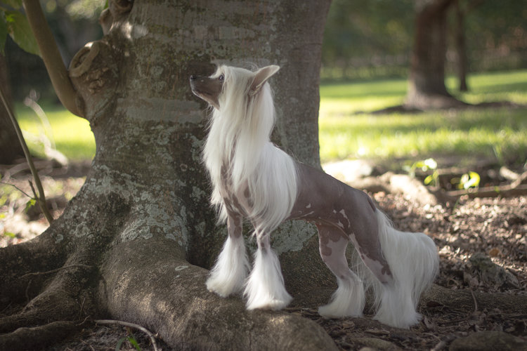 "Ada on a tree"