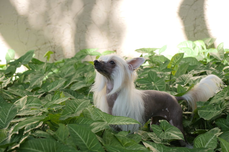 "Ada in a bush"