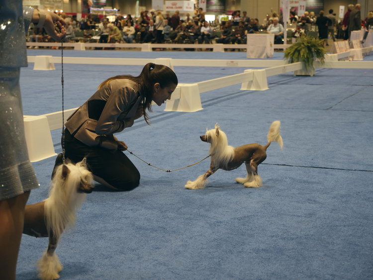 "Ada being sassy at AKC dog show"