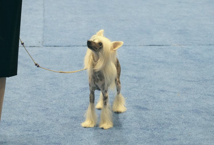 "Ada at Royal Canin dog show"