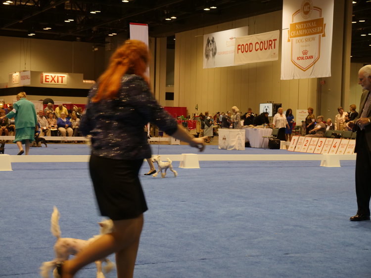 "Suzie Q at an AKC show"