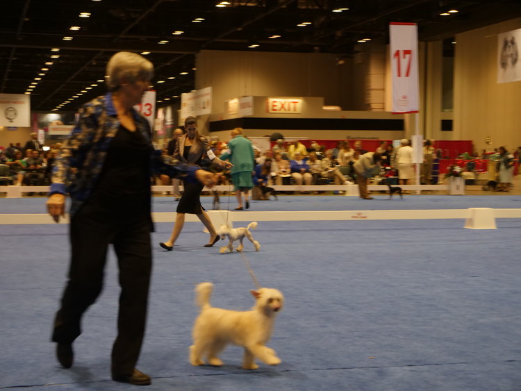 "Suzie Q walking in the ring"