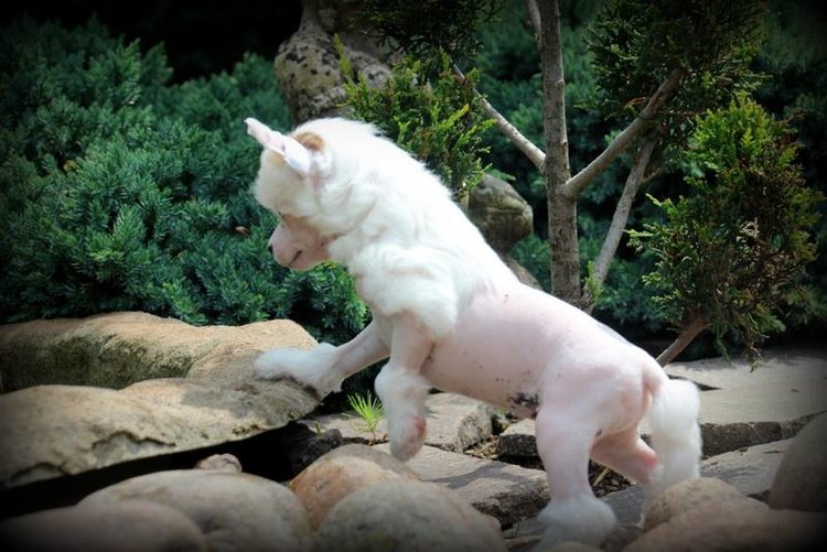 "Suzie Q puppy climbing rocks"